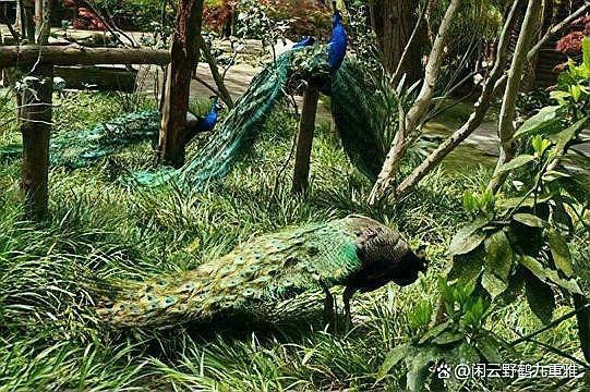 孔雀的寓意及象征