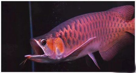 龍魚與虎魚幾條一起養（混養一條龍魚和幾條虎魚的具體數量應該根據哪些因素來決定）