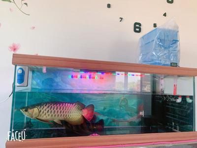 金龍魚和虎魚混養要注意些什么事項：金龍魚和虎魚混養的注意事項
