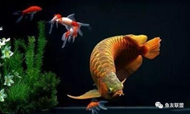 紅龍魚魚缸底色是什么（養紅龍魚用什么顏色底板和背景色）