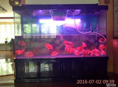 六角恐龍魚可以養在盆里嗎：六角恐龍魚的養殖環境應該滿足以下幾個方面的要求