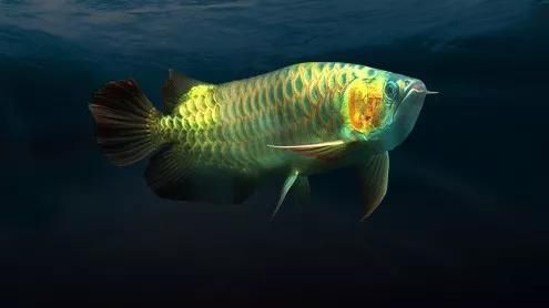 龍魚害怕：龍魚為什么膽小怕人