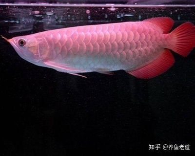 龍魚身體有點傾斜怎么辦：龍魚身體傾斜怎么辦