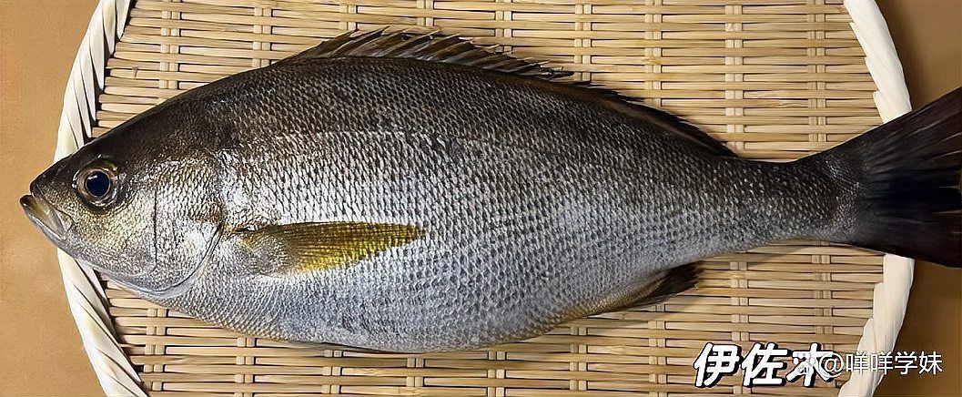 黃金龍魚價格多少錢一條【黃金龍魚價格一般是多少錢】