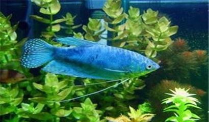龍魚的繁殖年齡（龍魚的繁殖年齡與其種類有關，需要滿足一系列的條件）