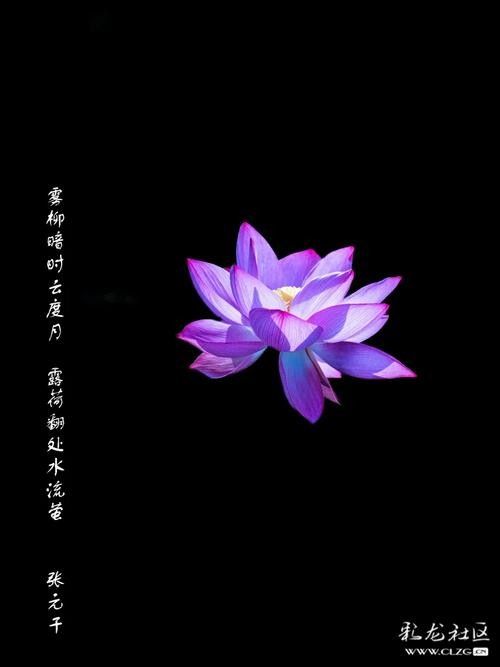 龍魚缸背景圖黑色荷花