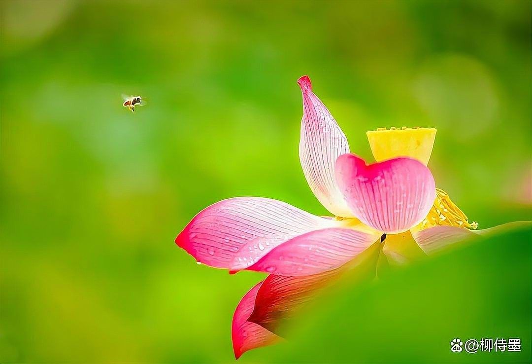 龍魚缸背景圖黑色荷花