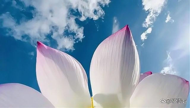 龍魚缸背景圖黑色荷花