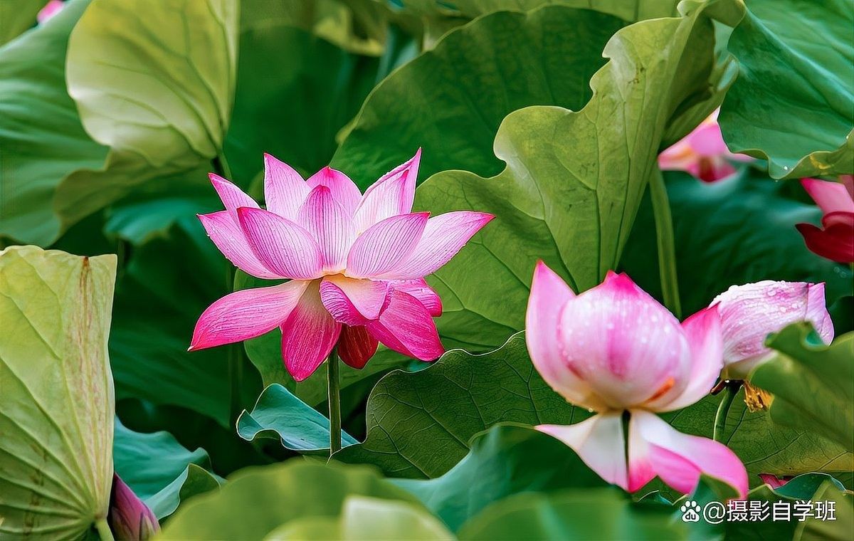 龍魚缸背景圖黑色荷花