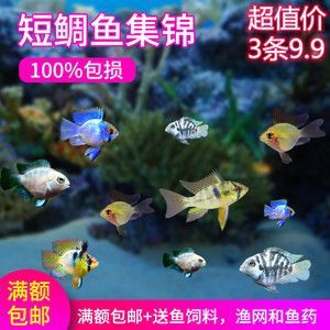 龍魚換魚缸不吃食是怎么回事:龍魚換魚缸后不吃食可能由多種因素引起 龍魚百科 第1張 龍魚換魚缸不吃食是怎么回事:龍魚換魚缸后不吃食可能由多種因素引起 龍魚換魚缸不吃食是怎么回事:龍魚換魚缸后不吃食可能由多種因素引起 龍魚百科 第1張