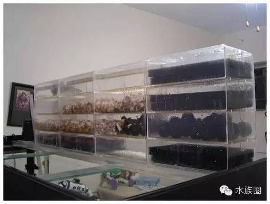 魚缸過濾泵的工作原理，如何選擇適合的魚缸過濾泵？