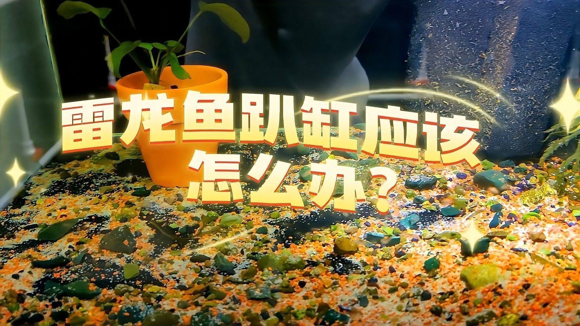 雷龍魚趴缸多久需要治療？