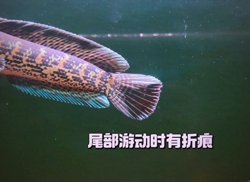 雷龍魚趴缸多久需要治療？