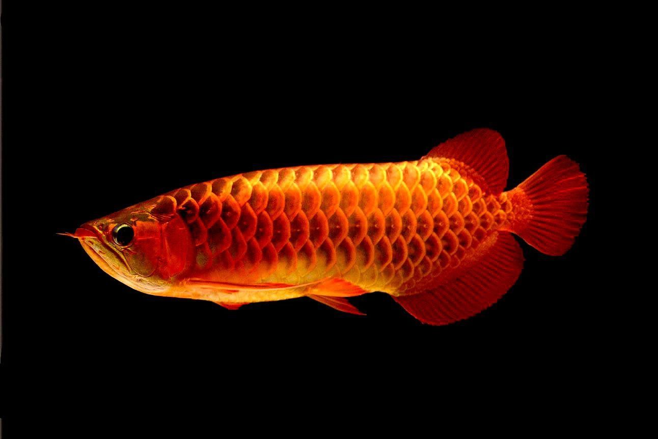 買龍魚怎樣挑選品種（如何挑選龍魚品種）