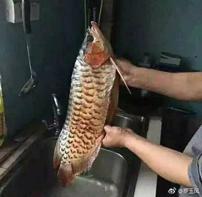 最便宜的紅龍魚是哪一種（最便宜的紅龍魚品種是什么？）