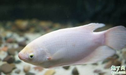 龍魚混養多久才不打架了：龍魚混養成功通常需要多長時間才能停止打架，主要取決于幾個關鍵因素