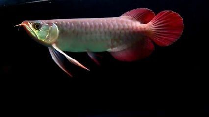 如何判斷印尼綠皮辣椒紅龍魚健康：印尼綠皮辣椒紅龍魚的健康狀況