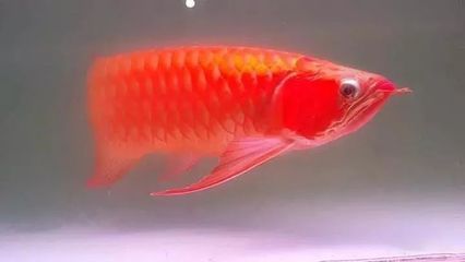 龍魚半個月不喂會死嗎：成年大型龍魚半個月不喂食可能會對它們的健康產生影響