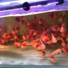 <strong><mark>成安</mark></strong>騰龍魚缸專賣店：北京騰龍魚缸專賣店位于邯鄲市<strong><mark>成安</mark></strong>縣寇公東路東關(guān)東村承德老酒斜對(duì)面