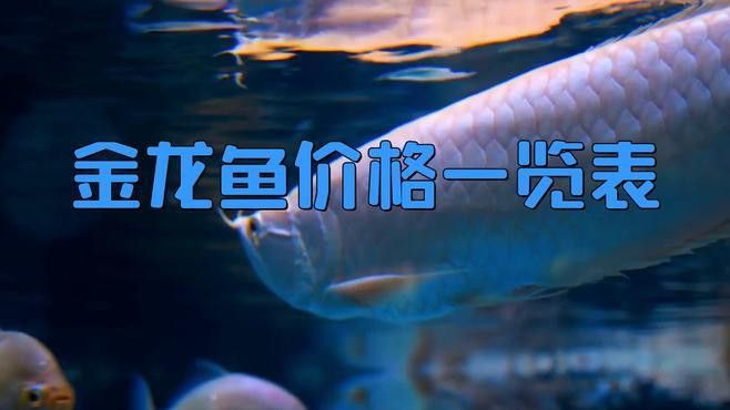 過背金龍魚的價格走勢如何？