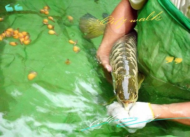 新加坡亞洲龍魚場