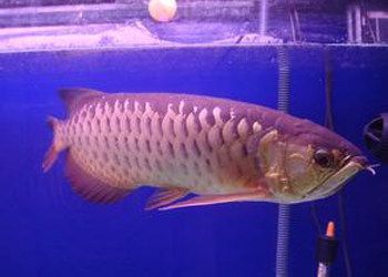 龍魚過背和高背哪個貴：龍魚過背與高背的價格差異