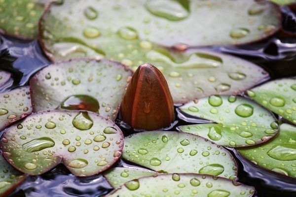 龍魚缸溫度計最簡單處理方法視頻：龍魚缸溫度計最簡單處理方法包括如何正確安裝和使用溫度計