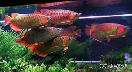 龍魚古典藍價格：龍魚古典藍價格區間大致2000-10000元