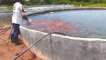 大紅龍魚能吃嗎怎么養：大紅龍魚可以食用嗎怎么養大紅龍魚能吃嗎怎么養