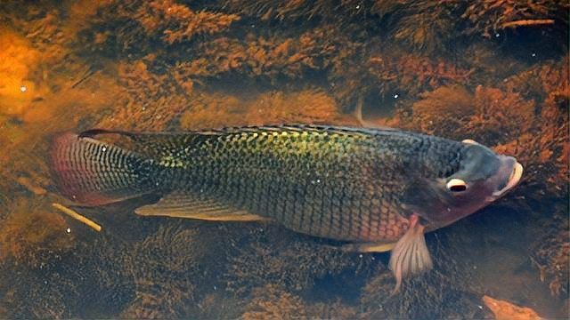 龍魚外寄生蟲怎么治療