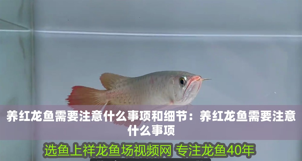養紅龍魚需要注意什么事項和細節：養紅龍魚需要注意什么事項 養紅龍魚需要注意什么事項和細節：養紅龍魚需要注意什么事項 龍魚百科 第1張