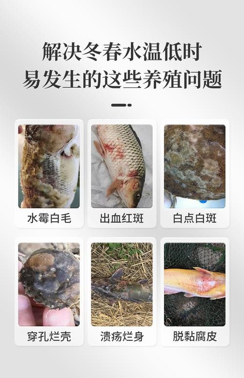 紅龍魚身上長白毛怎么辦圖片
