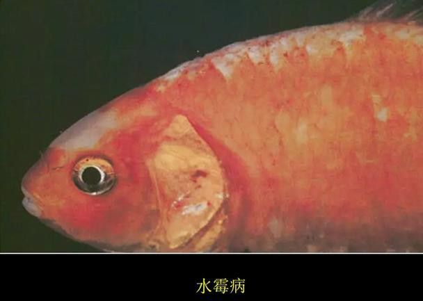 紅龍魚身上長白毛怎么辦圖片