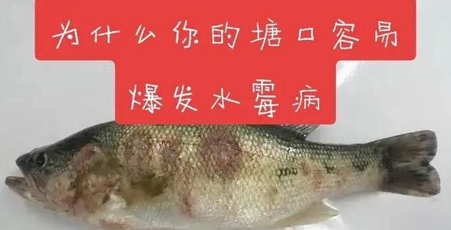 紅龍魚身上長白毛怎么辦圖片