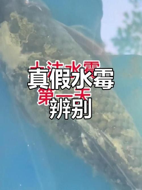 紅龍魚身上長白毛怎么辦圖片