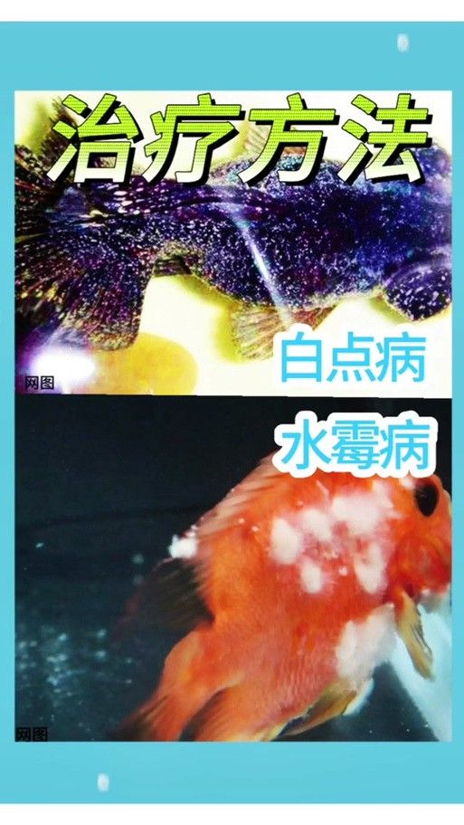 紅龍魚身上長白毛怎么辦圖片