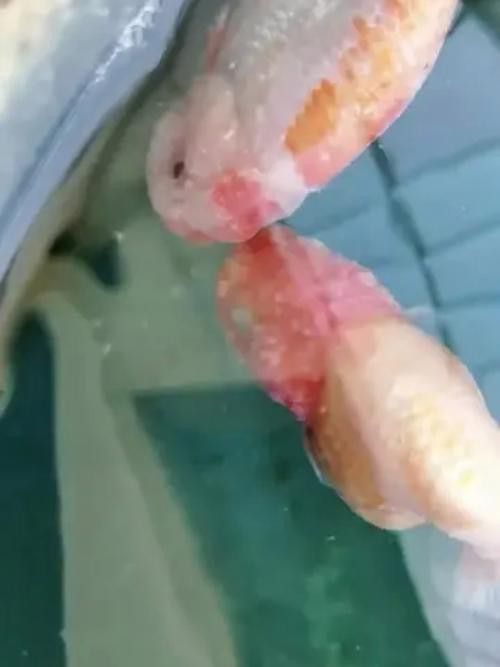 紅龍魚身上長白毛怎么辦圖片