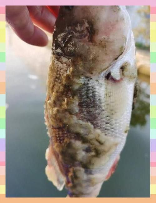 紅龍魚身上長白毛怎么辦圖片