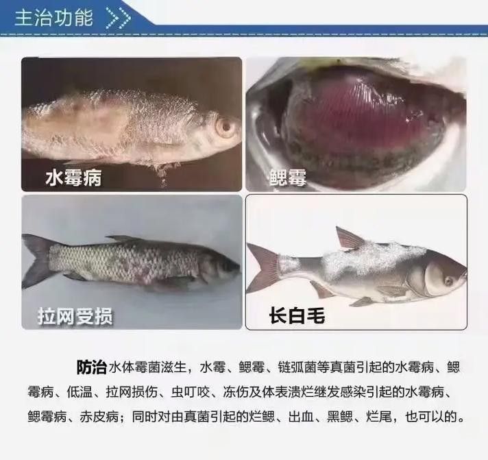 紅龍魚身上長白毛怎么辦圖片