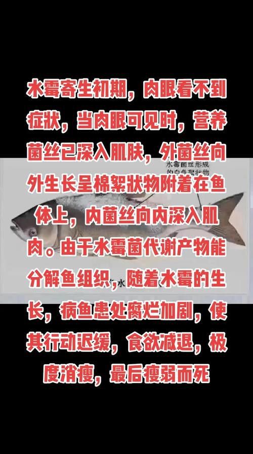 紅龍魚身上長白毛怎么辦圖片