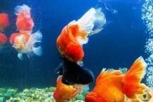 紅龍魚身上長白毛怎么辦圖片