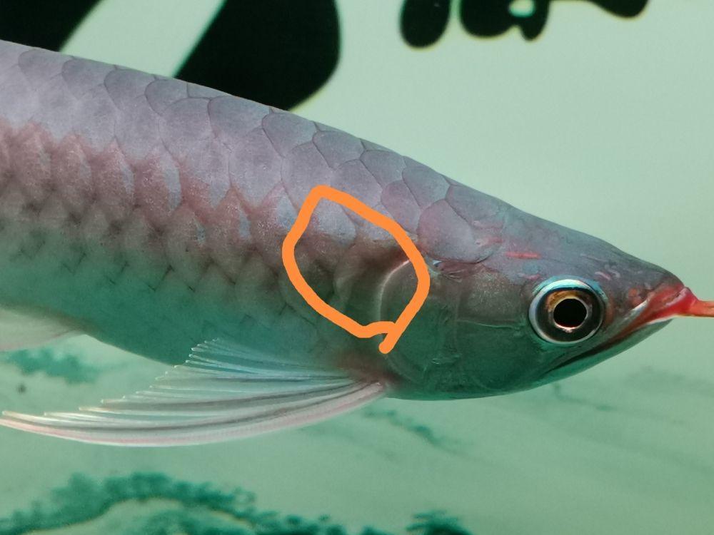 龍魚體表寄生蟲（龍魚體表寄生蟲怎么辦）