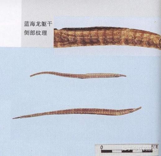 給我一些辨別真假小海龍魚干的圖片示例