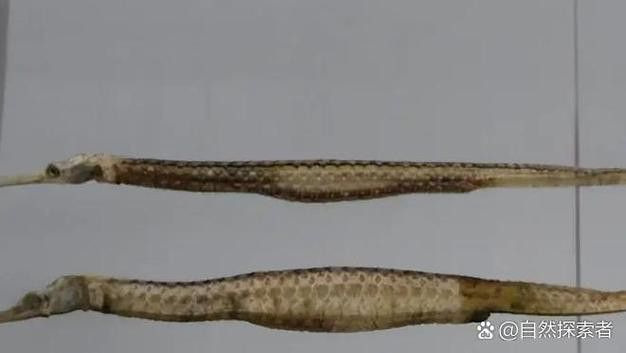 給我一些辨別真假小海龍魚干的圖片示例