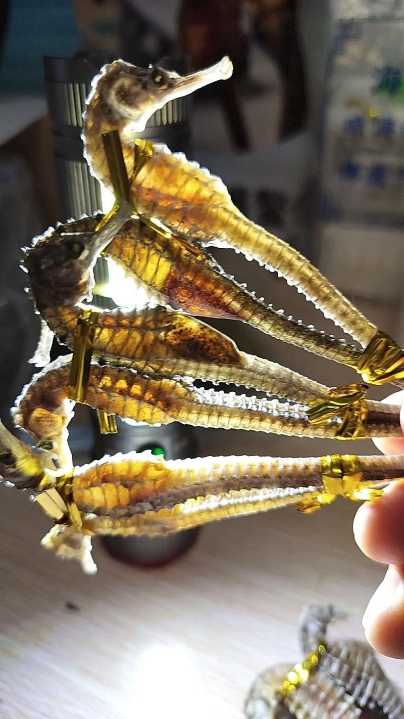 給我一些辨別真假小海龍魚干的圖片示例