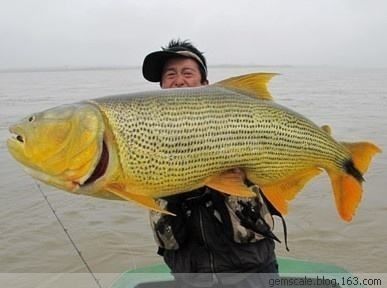 龍魚配什么魚最安全：選擇與龍魚配對的伴侶魚安全性是首要考慮的因素以下因素