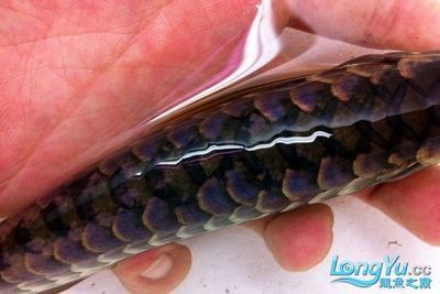 龍魚頓頭與炮彈頭的比較（龍魚頓頭和炮彈頭各有其優缺點）