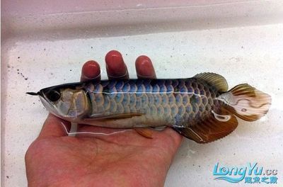 龍魚頓頭與炮彈頭的比較（龍魚頓頭和炮彈頭各有其優缺點）
