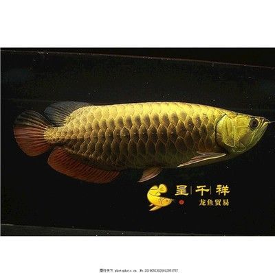 龍魚頓頭與炮彈頭的比較（龍魚頓頭和炮彈頭各有其優缺點）