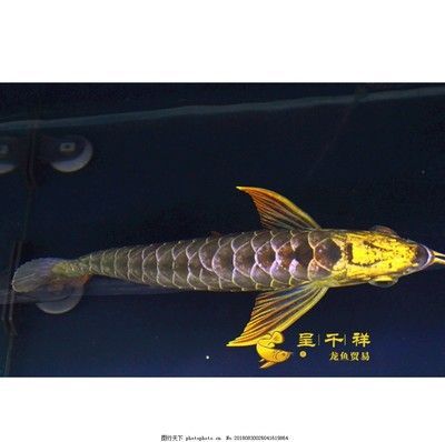 龍魚頓頭與炮彈頭的比較（龍魚頓頭和炮彈頭各有其優缺點）